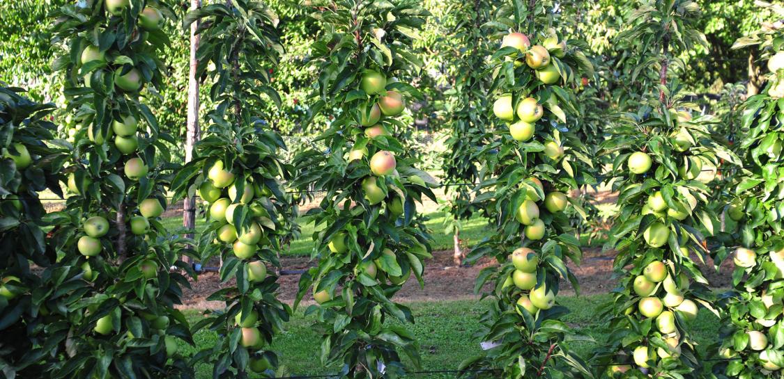 goldlane haagje fruitbomen appelboom