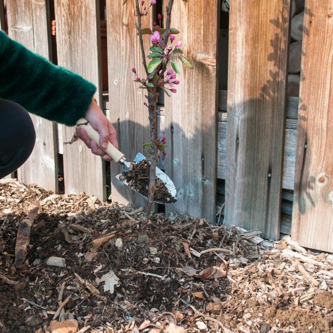 MiniTree plantschepje boom planten