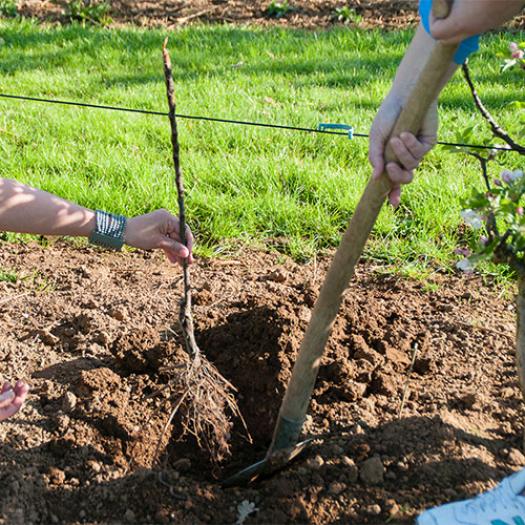 MiniTree planten