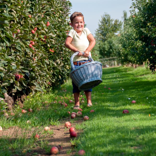 2016 ruben met mandje redlane appels