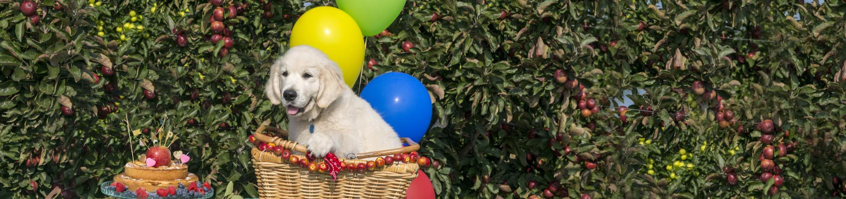 wikkel verjaardag hond niet goed