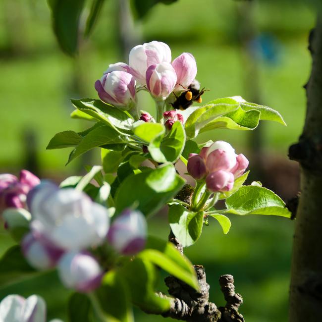 bloesemmagic blossom hommel