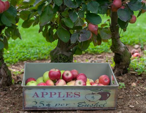 2018 kistje appels bij redlane bomen