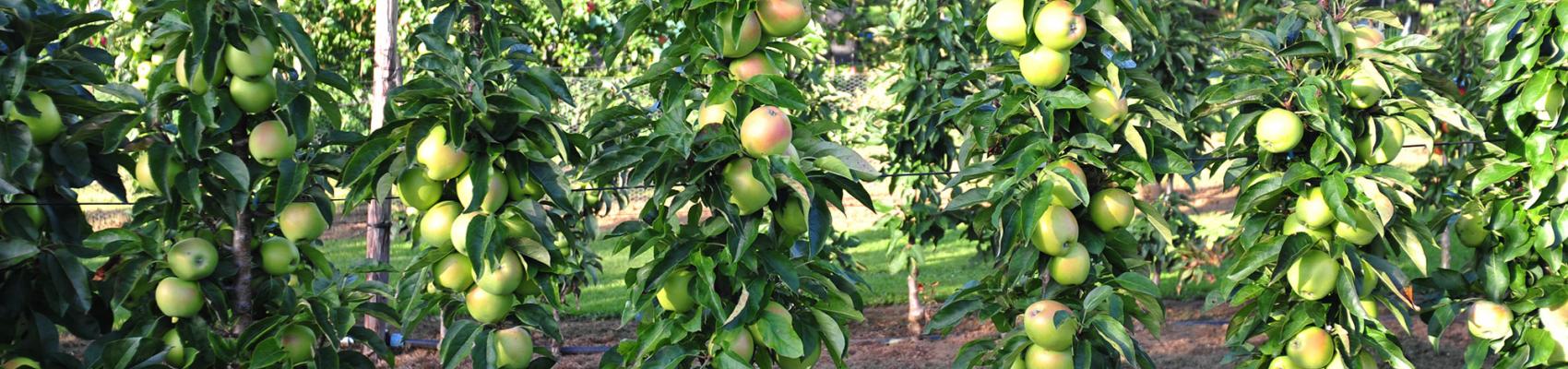 goldlane haagje fruitbomen appelboom