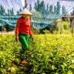 Trees for All Vietnam slider