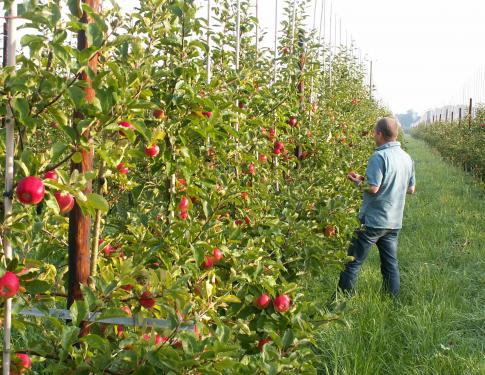 Santana bij fruitteler